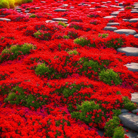 BuggyBeds creeping thyme seeds close-up, high germination potential for dense, weed-suppressing ground cover.