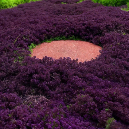 BuggyBeds creeping thyme seeds packet for durable ground cover.
