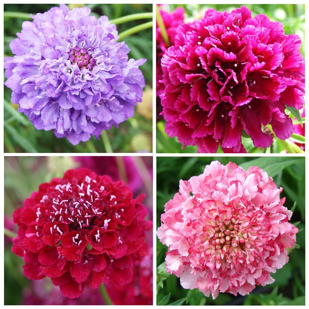 BuggyBeds low-maintenance perennials brighten borders and containers with color.
