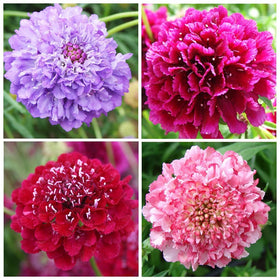 BuggyBeds low-maintenance perennials brighten borders and containers with color.