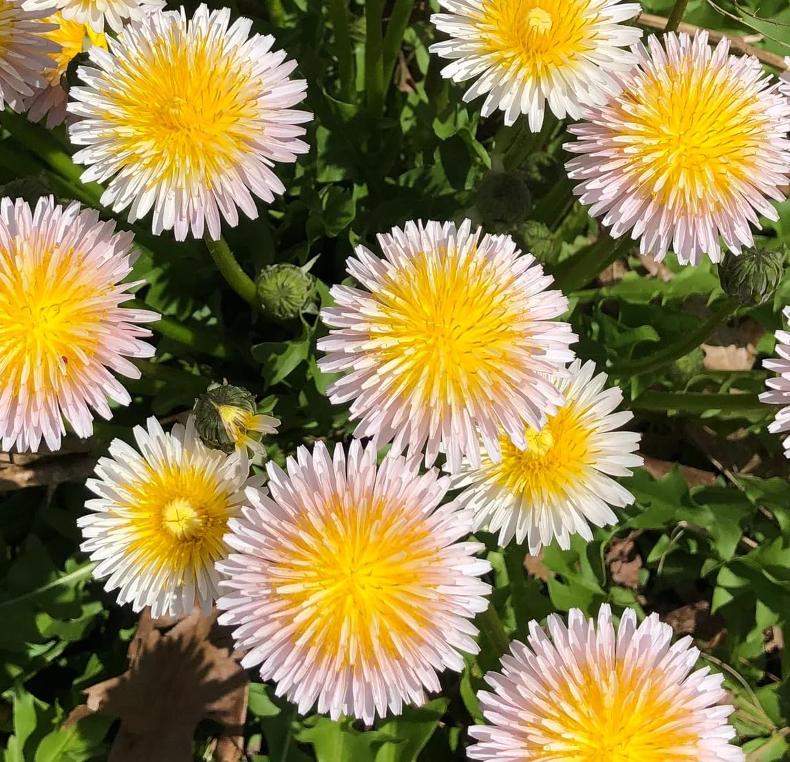 BuggyBeds dandelion seeds close-up showing heirloom non-GMO quality for planting.