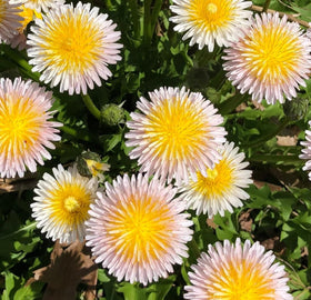 BuggyBeds dandelion seeds close-up showing heirloom non-GMO quality for planting.