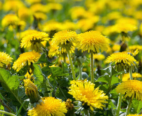 BuggyBeds dandelion seeds garden-ready for beds or containers.