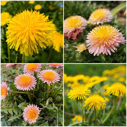 BuggyBeds dandelion seeds packaging ready for garden planting.