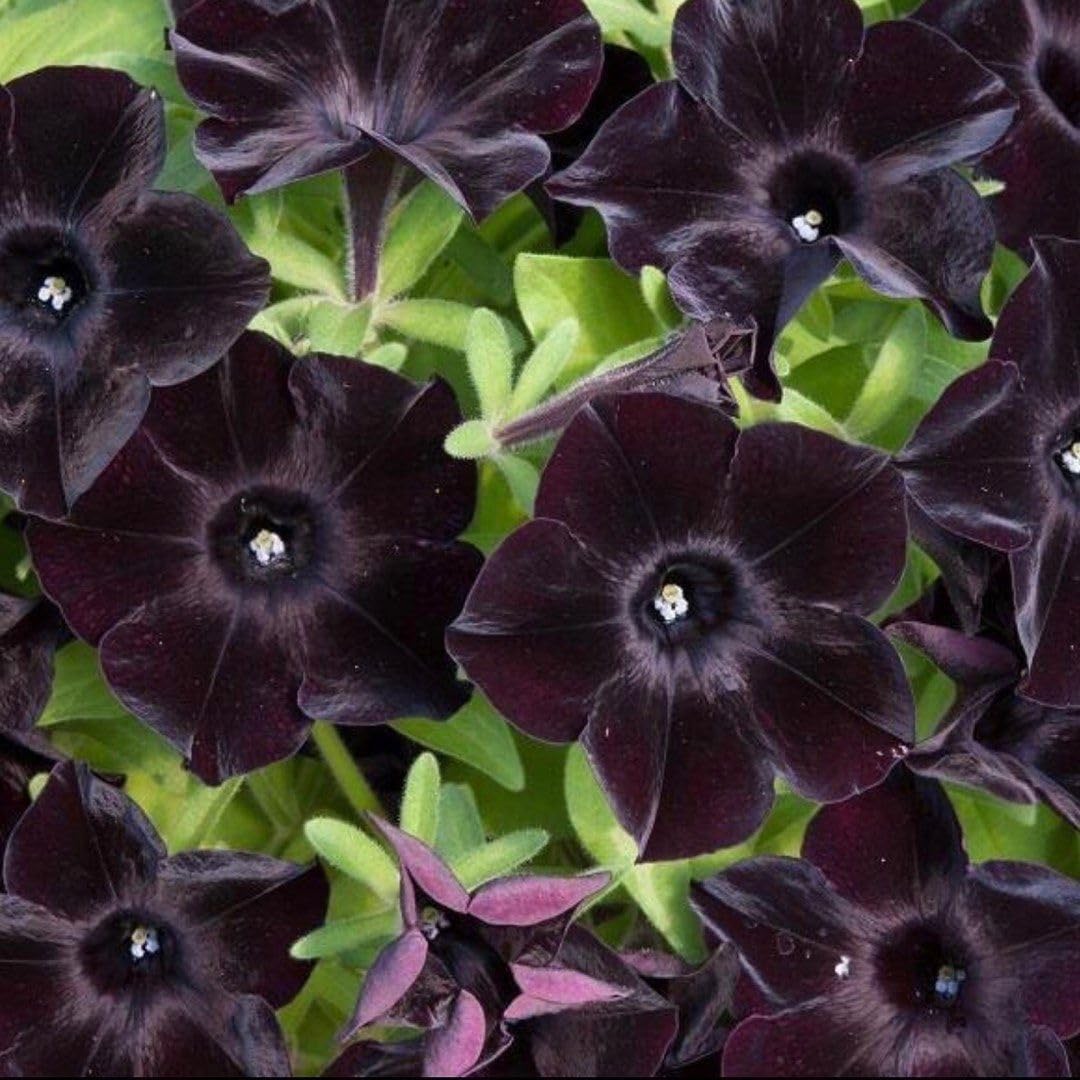 BuggyBeds 300 Black Petunia bloom close-up showing dramatic trumpet flowers for garden drama