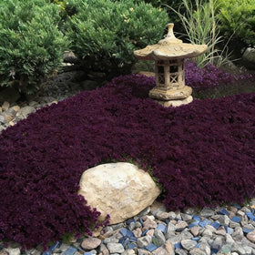 BuggyBeds dense ground cover carpet close-up with aromatic foliage.