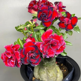 BuggyBeds Desert Rose blooms provide tropical color while tolerating dry soils.