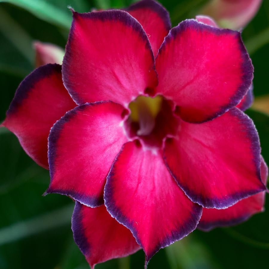 BuggyBeds Desert Rose plants thrive in sunny beds and low-water landscapes.