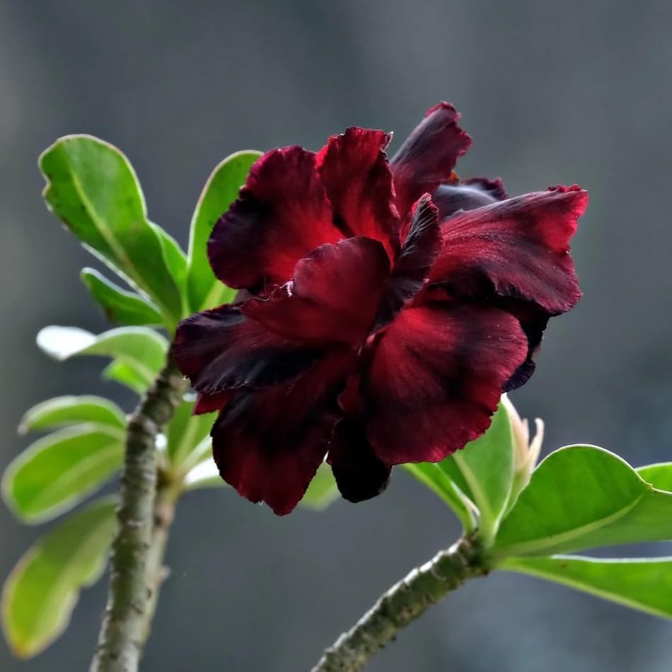 BuggyBeds Desert Rose Seed Bloom-Trumpet highlights vibrant outdoor blooms.