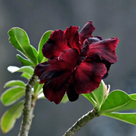BuggyBeds Desert Rose Seed Bloom-Trumpet highlights vibrant outdoor blooms.