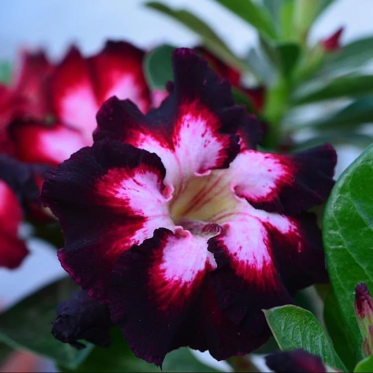 BuggyBeds Desert Rose Seed Caudex-Bonsai crafted for sculptural bonsai projects.