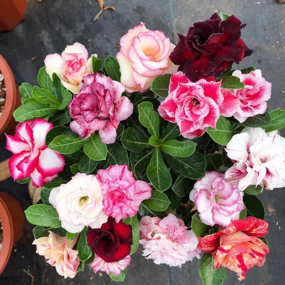 BuggyBeds Desert Rose seeds in mixed colors, ideal for full sun planting.