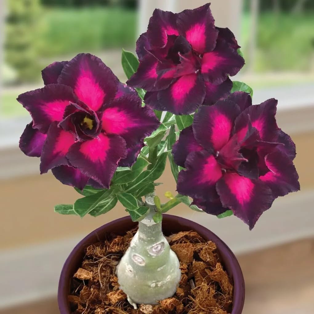 BuggyBeds Desert Rose Seeds Pack-5 for sunlit garden display.