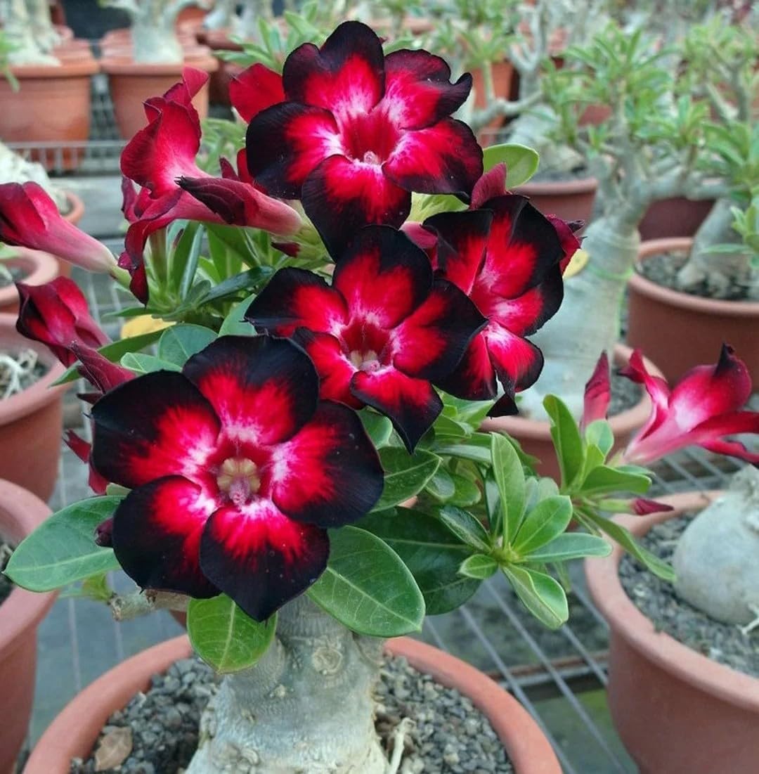 BuggyBeds Desert Rose Seeds Sunlit Window for bright indoor growth.