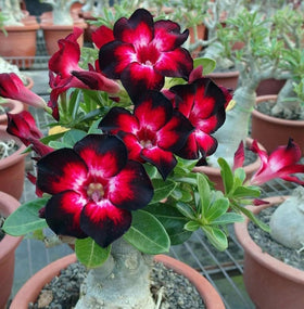 BuggyBeds Desert Rose Seeds Sunlit Window for bright indoor growth.