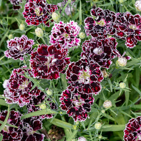 BuggyBeds Dianthus barbatus bloom cluster in vibrant colors for borders