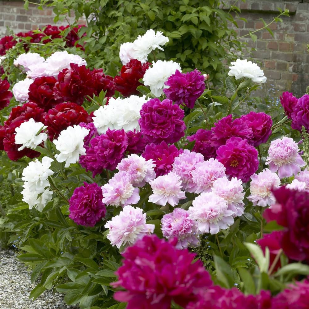 BuggyBeds double-blooms peony showcases lush, ruffled petals ideal for bouquets.