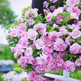 BuggyBeds double-petal trumpet seeds pack for vertical garden display.