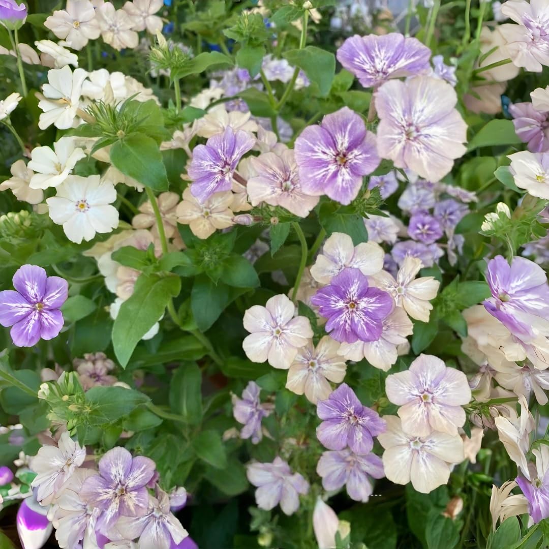 BuggyBeds drought-resistant phlox seeds – reliable color in sunny and shady beds.