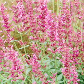 BuggyBeds drought-tolerant seeds attract pollinators in sunlit beds