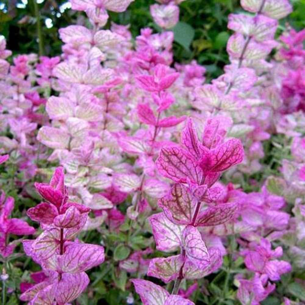 BuggyBeds drought-tolerant sage seeds ideal for water-conscious, low-maintenance herb gardens