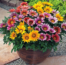 BuggyBeds Gazania-Tithonia mix attracts butterflies and supports pollinators.