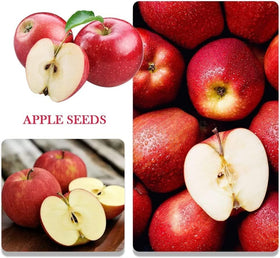 BuggyBeds apple seeds pack front view offers crisp homegrown fruit possibilities