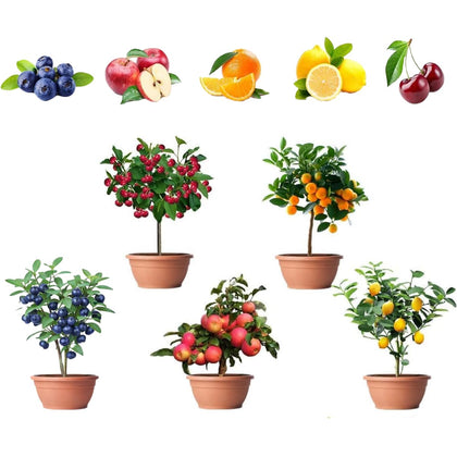 BuggyBeds lemon seeds pack front view, ideal for easy indoor harvest potential