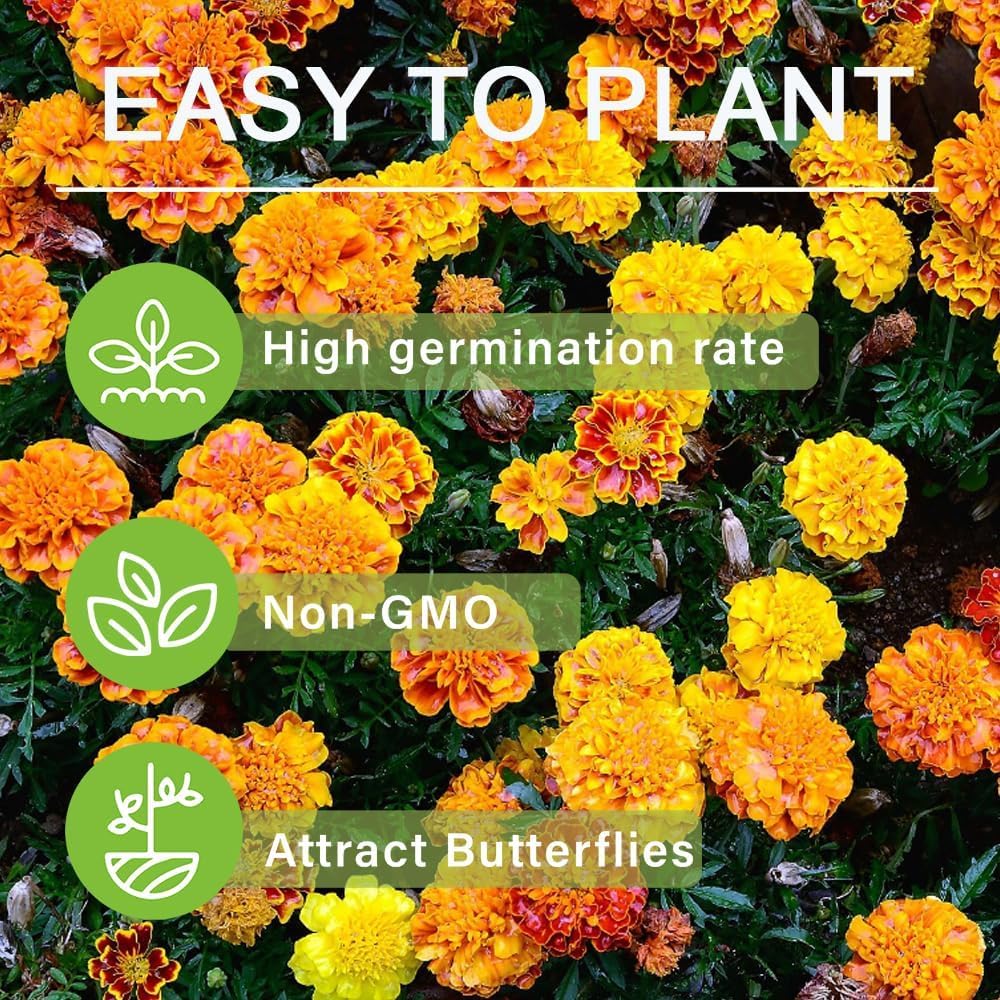 BuggyBeds dwarf marigolds form dense color for borders and containers.