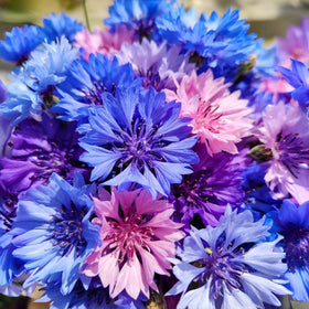 BuggyBeds easy-to-grow cornflower seeds for beginners