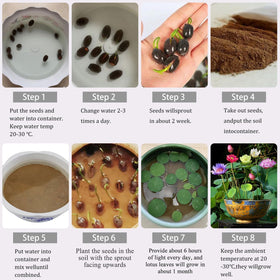 BuggyBeds easy-to-grow lotus seeds thrive in outdoor ponds.