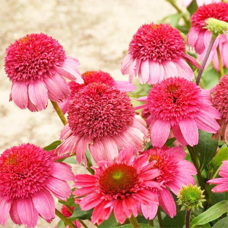 BuggyBeds echinacea seeds packet for sunny borders and vibrant color.