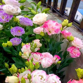 BuggyBeds Eustoma Lisianthus garden border display adding graceful color