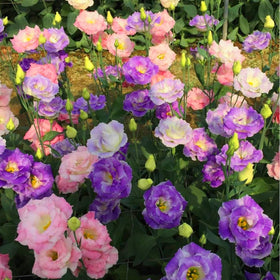 BuggyBeds Eustoma Lisianthus long-stem bouquet ready for arrangements