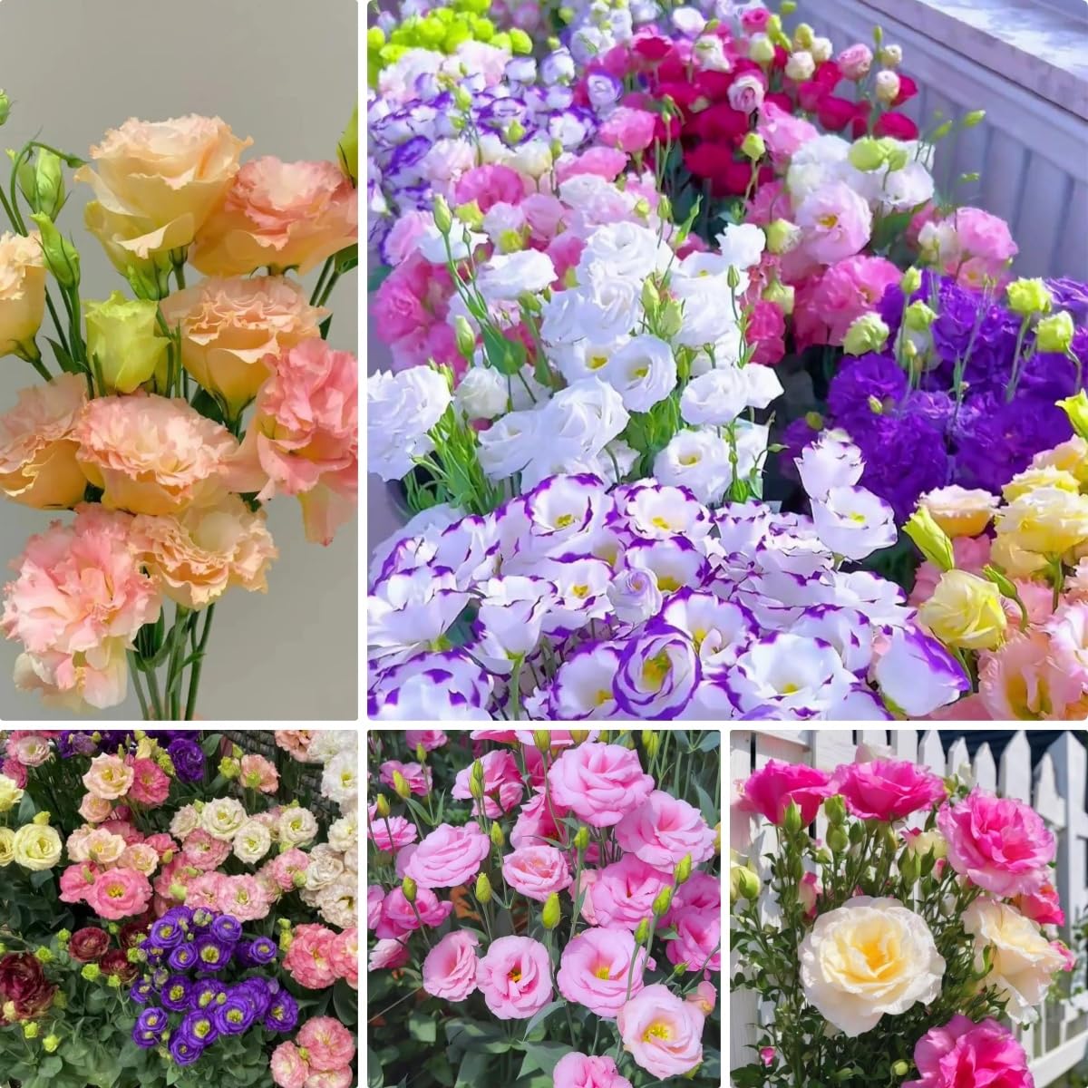 BuggyBeds Eustoma Lisianthus seeds in a 23-pack ready to start in garden or indoors