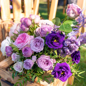 BuggyBeds Eustoma Lisianthus seeds germinating to form long-stem blooms