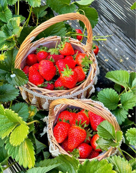 BuggyBeds fast-forming plants for quick garden results.
