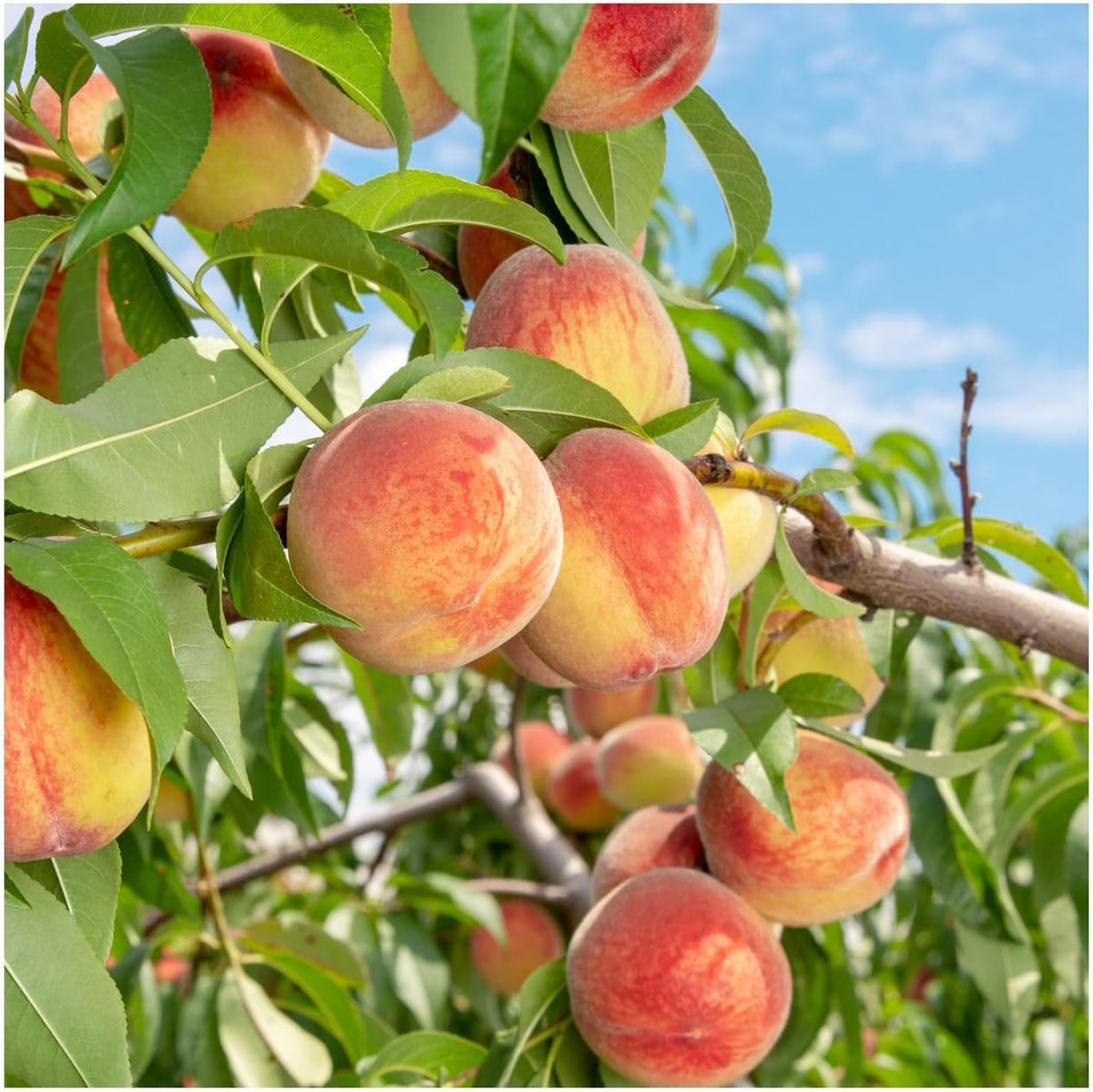 BuggyBeds fast-growing peach tree seeds ideal for quicker growth in yards