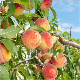 BuggyBeds fast-growing peach tree seeds ideal for quicker growth in yards