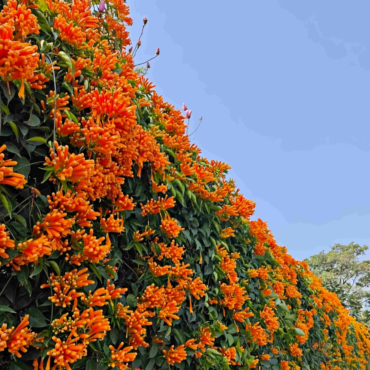 BuggyBeds Firecracker Cigar Plant vine on fence with dramatic color.