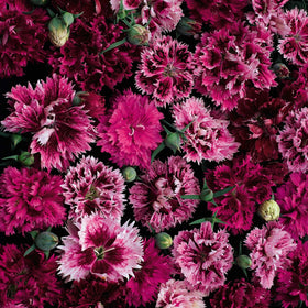 BuggyBeds fragrant Dianthus bloom enhances scent in outdoor spaces