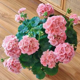 BuggyBeds fragrant geranium blooms enhance outdoor spaces with pleasant scent