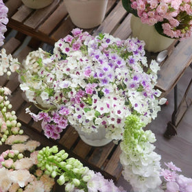 BuggyBeds fragrant phlox blooms – clusters attract pollinators and perfume the outdoors.