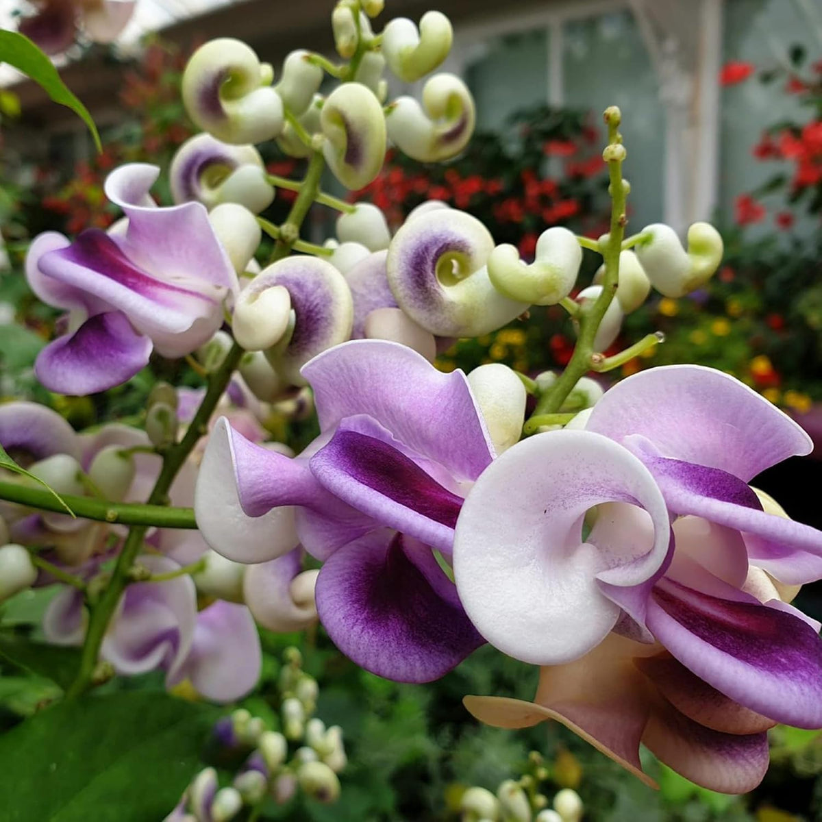 BuggyBeds Fragrant Snail Vine climbing trellis adds vertical color with sweet fragrance.
