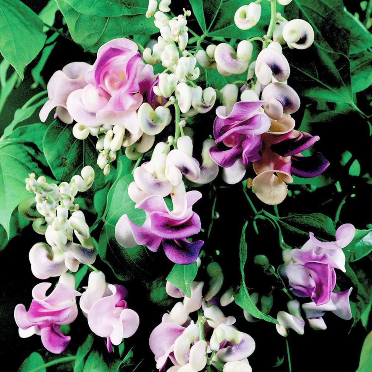 BuggyBeds Snail Vine thrives in warm sun for extended blooming.