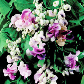 BuggyBeds Snail Vine thrives in warm sun for extended blooming.