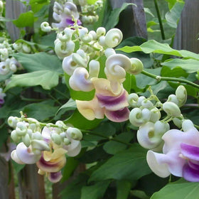BuggyBeds Fragrant Snail Vine attracts butterflies and hummingbirds to your garden.