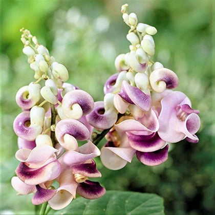 BuggyBeds Fragrant Snail Vine seeds pack enables vertical growth for sunny pollinator gardens.