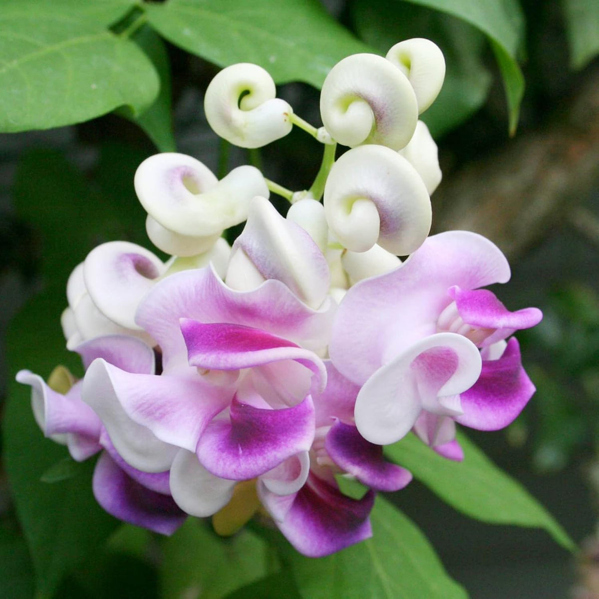 BuggyBeds Fragrant Snail Vine spiral blooms bring exotic color to outdoor spaces.