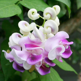 BuggyBeds Fragrant Snail Vine spiral blooms bring exotic color to outdoor spaces.